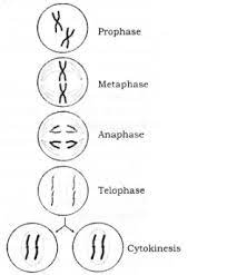 Check spelling or type a new query. Name The Tissue Whose Cells Divide Throughout Life