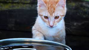 Your furball might not be eating/ drinking because of something as common as whimsicality or an unexpected pregnancy, but you should still take it to. My Cat Won T Drink How Much Water Cats Need Dehydration Prevention