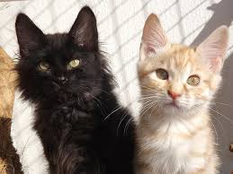 Kurilian Bobtail Kedi Kedi Yavrusu Siyah Yavru Kedi Gumus Kirmizi Kedi Yavrusu Memeli Hayvan Siyah Pikist