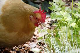 Kangaroos and wombats only want to eat my grass, not my family or my animals. Gardening With Free Ranging Chickens Tilly S Nest