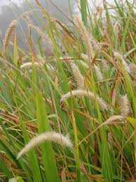 Image result for Cenchrus purpureus