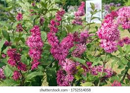 Image result for Syringa prestoniae