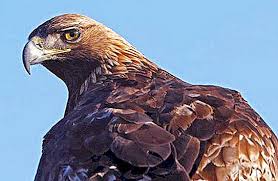 This species was the largest eagle known to have existed. Golden Eagle The Largest Eagle In The World Nature 2021