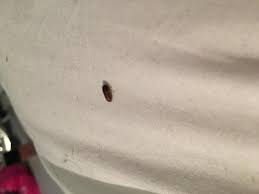 C'est un peu vague ta description! Anobiidae Petite Bete Marron Le Monde Des Insectes