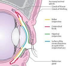 Image Conjunctiva 01 Anatomy For Term Side Of Card Eye Anatomy Medical Anatomy Human Anatomy And Physiology