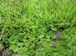 Image result for Anthonotha noldeae