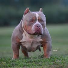 American Bully Black Pitbull Dog Price Mye Stro Meets Venom Oh Laaaawd American Bully Bully Breeds Bully Dog