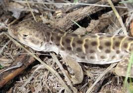 Image result for Lepidagathis andersoniana