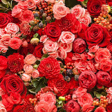 صور اجمل ورد اجمل الصور المعبرة عن الورود صباح الورد