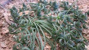 Image result for Zulustylis