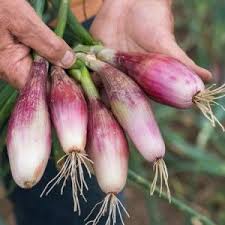 Queen eschalot (女王 エシャロット), is the queen of all saiyans and the wife of king vegeta iii and the mother of vegeta iv and tarble. Shallot Seeds Eschalot Roderique Seeds And Plants Available To Buy Online In The Uk Plants Gardening Advice Seeds