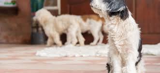 Das ist jedem klar, und vorher da gab es für die hunde die reste vom tisch, so die landläufige meinung. Gibt Es Hunde Die Nicht Haaren Ratgeber Dogschool