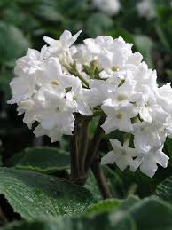 They stand high above the plant's foliage at the end of the stems, and this makes them perfect for decorations by your front door. Viburnum Compacta Bluestone Perennials