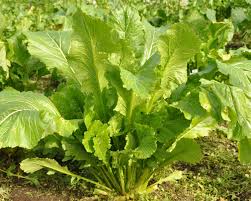 Image result for Brassica rapa