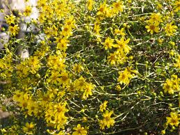 Image result for Vittaria guineensis