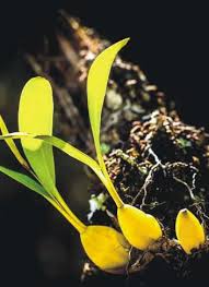 Image result for Oxygonum salicifolium