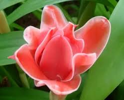 Jenis bunga yang sangat populer di indonesia adalah mawar, melati dan raflesia. 14 Jenis Bunga Di Malaysia Legend Dan Popular Bidadari My
