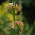 Image result for Rumex nepalensis