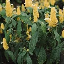 Image result for Pachystachys