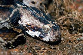 Echis Carinatus Lizard Snake Venom Animals