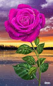 Attractive butterfly photo with pink flower picture for whatsapp dp. 900 Flowers Butterflies Ideas Flowers Beautiful Gif Beautiful Flowers