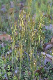 Image result for Cardamine africana
