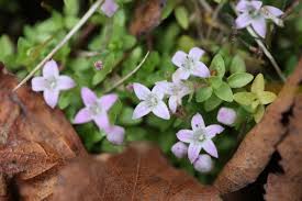 Image result for Oldenlandia affinis