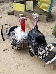 Ayam belanda in kamus besar bahasa indonesia (kbbi) daring, jakarta: Carmen Kay A On Twitter My Uncle Ada Bela Banyak Ayam Belanda Di Amerika In The 50s Penternak Sana Started Breed Turkey Lain Lain Spesis For Size Maka Size Ayam Belanda Mereka