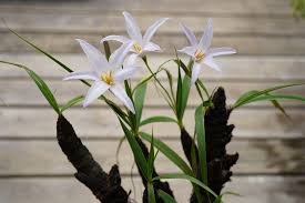 Image result for Xerophyta argentea