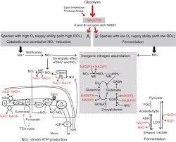 Maybe you would like to learn more about one of these? Tolerant Mechanisms To O 2 Deficiency Under Submergence Conditions In Plants Springerlink