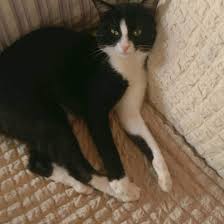 Goodnight Cat Catsforinstagram Catworld Instacad Felix Kedi Happycat Petshop Purina Kittle Instacad Reflexmama Catsm Happy Cat Pet Shop Cute Cats