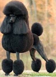 Black And White Standard Poodle Teddy Bear Cut Someday I Would Like To Have A Black Standard Poodle That Looks Like London Akc Dog Shows Standard Poodle Poodle