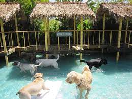 Brochure2011b Dog Hotel Dog Pool Pet Resort