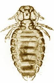 Image result for what do Mallophaga look like in dog fur