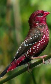 Birds For Sale In Ohio Craigslist Pin On Hummingbirds