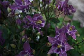 Pin On Deer Resistant Plantings