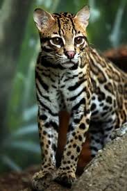 Tujuan kawin silang yakni mengenalkan imunitas alamiah kucing terhadap kucing liar yang terserang virus leukemia. Kucing Hutan