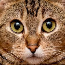 ✓ free for commercial use ✓ high quality images. Cat S Face Close Up Stock Photo Picture And Royalty Free Image Image 98556995