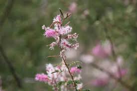 Image result for Janusia mediterranea