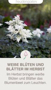 Weisse Blumen Fur Schattige Beete Pflanzen Schattenbeet Blumenbeet Anlegen