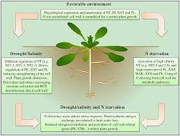 Pc&e publishes fundamental insights into how plants respond to the 7.2 is the new if of plant, cell and environment a huge thank you to our authors, reviewers, editors and readers for maintaining and appreciating high quality. Frontiers Nitrate Uptake Affects Cell Wall Synthesis And Modeling Plant Science