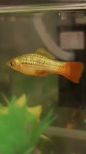 Why Are My Fish Sitting At The Bottom Of The Tank? They Are Alive, But Why?  - Quora