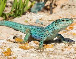 The Iconic Pityusic Logo Depicts A Lizard Symbol Of Islands From Ibiza Formentera Lagarto Lagartijas Acuarela