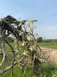 Image result for Aerangis kotschyana