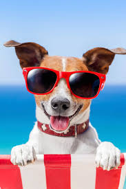My Pup Is Getting Awesome Monthly Goodies From Surprisemypet Dog Friendly Beach Dog Friends Best Dog Breeds