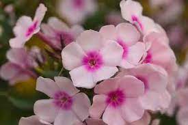 Maybe you would like to learn more about one of these? Types Of Pink Flowers With Name And Picture Easy Identification