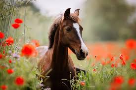 pony im mohnfeld pferde pferde bilder pferde hintergrundbilder