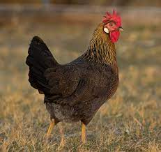The black laced gold wyandotte originated in wisconsin in 1880 and was admitted to the american standard of perfection in 1888. Guide To Chicken Breeds Blain S Farm Fleet Blog