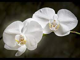 Moth Orchids How To Grow And Care For Phalaenopsis Youtube