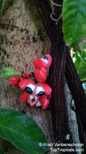 Image result for Paullinia